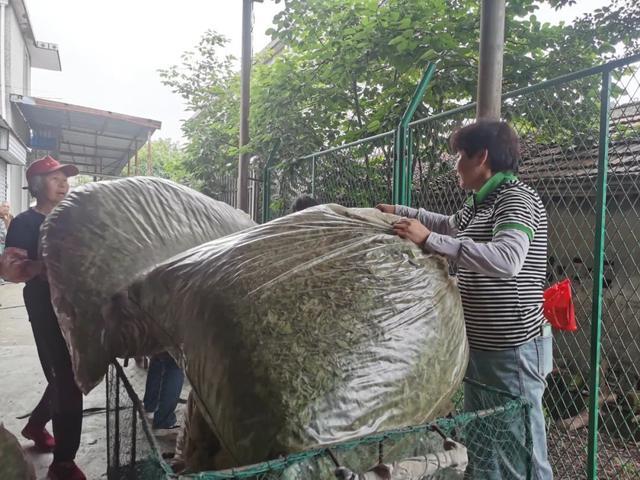 崇明这个村种的“小叶子”，香飘海内外！