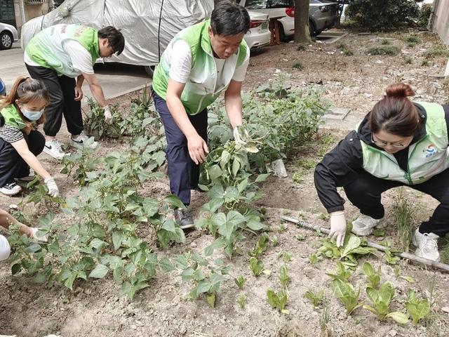 翻盆倒罐清积水，宝山这里集中整治社区环境