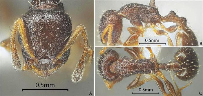 西南林业大学科研团队在《欧洲分类学报》发表中国切胸蚁属28个新种