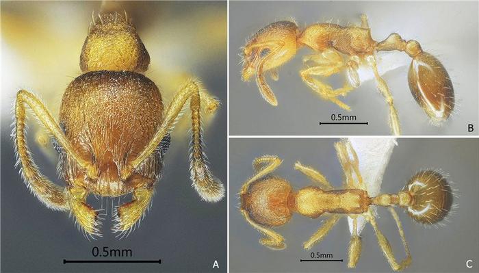 西南林业大学科研团队在《欧洲分类学报》发表中国切胸蚁属28个新种