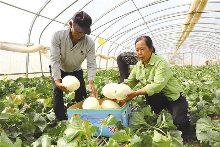 瓜农增收笑开颜 甜杏飘香邀客来 兰州特色瓜果批量抢鲜上市