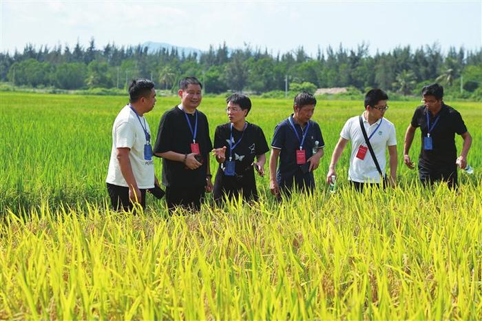 三亚盐碱地水稻新品种测产实现新突破 “盐优2号”实打验收亩产593公斤