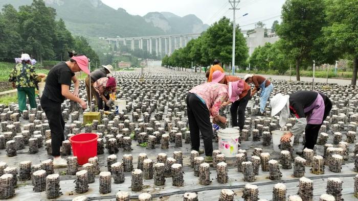 【高清组图】贵州织金：小木耳绽开“致富花”