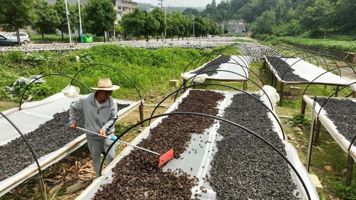 【高清组图】贵州织金：小木耳绽开“致富花”