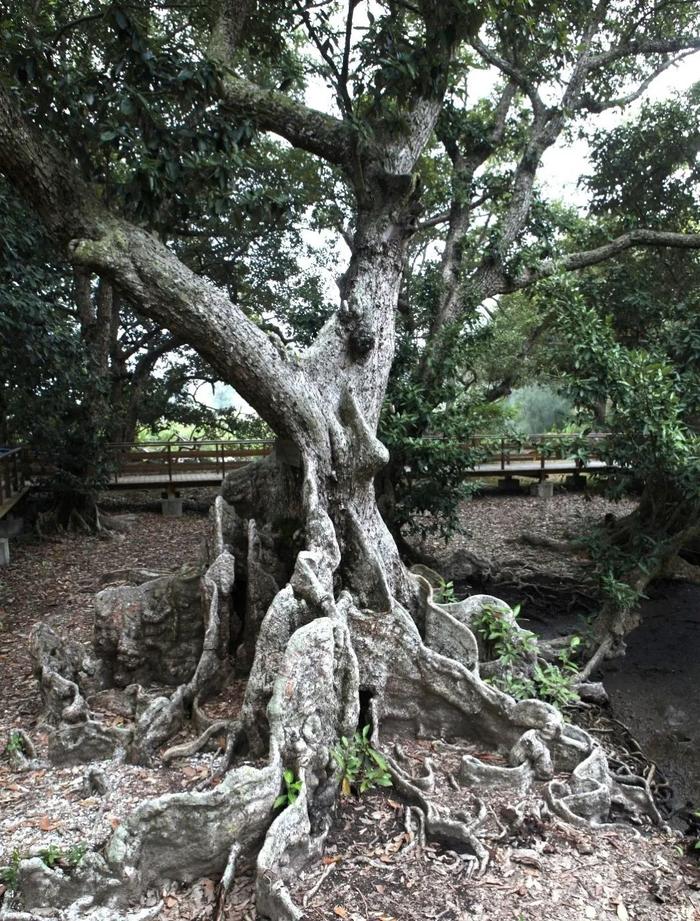 夏至 | 因为是你的“深圳打卡地”，才会用心呵护呀