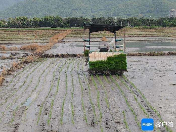 工厂化育秧、机械化插秧 三亚跑出农忙“加速度”