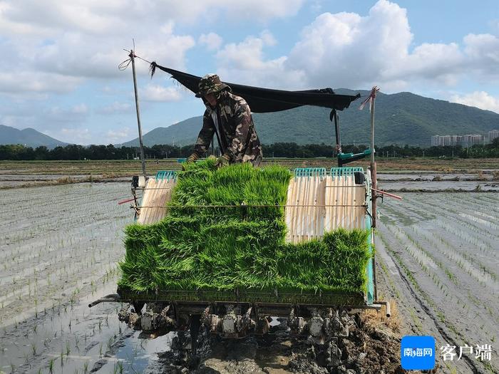 工厂化育秧、机械化插秧 三亚跑出农忙“加速度”