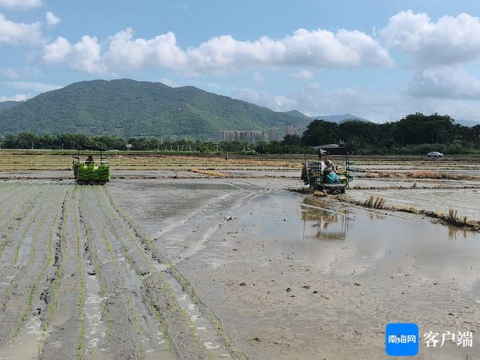 工厂化育秧、机械化插秧 三亚跑出农忙“加速度”