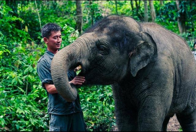 霸王茶姬启动亚洲象救助行动，共筑茶源地生态环境平衡