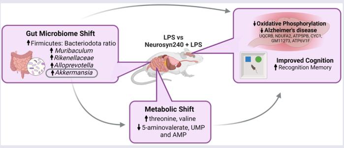 Gut Microbes | 一种新型地中海饮食的补充剂改善了轻度炎症小鼠模型的认知、微生物和代谢缺陷