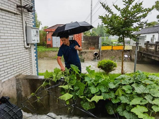 加固大棚、清捞沟渠……松江蔬菜基地这样防汛保供