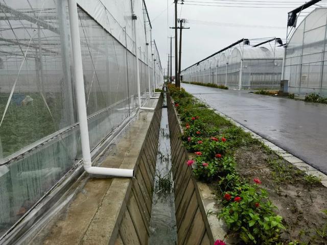 加固大棚、清捞沟渠……松江蔬菜基地这样防汛保供