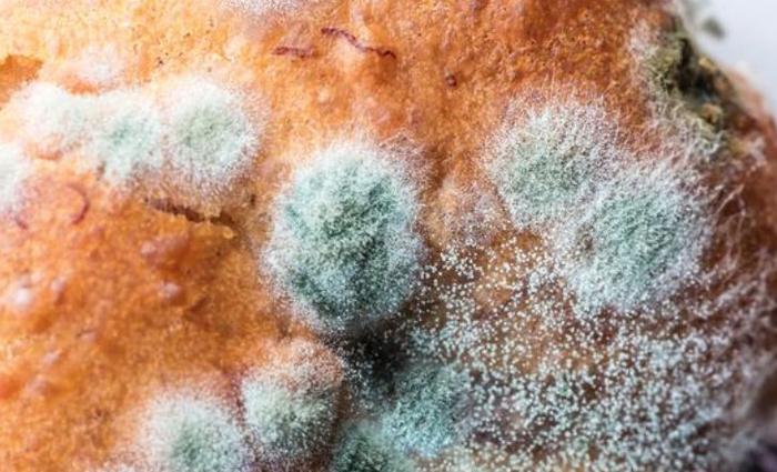 答疑解惑 | 黄曲霉菌爱藏在哪些食物里?