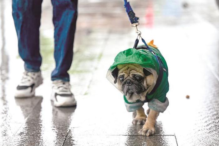 狗狗穿上雨衣