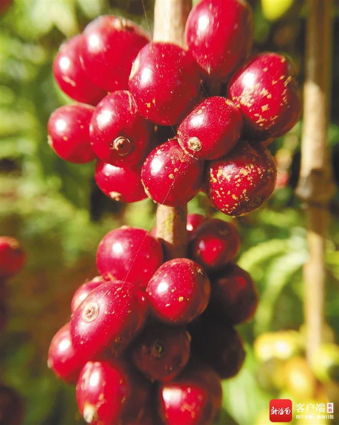 海南自贸港首家越南咖啡生豆贸易外资企业落户澄迈