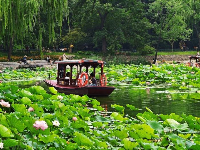 紫竹院公园夏日游，游客可乘摇橹船深入体验荷花渡