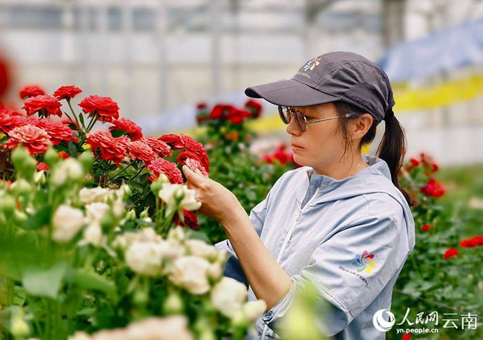 云南的这个团队，为鲜花装上“中国芯”