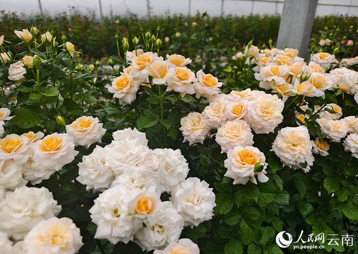 云南的这个团队，为鲜花装上“中国芯”