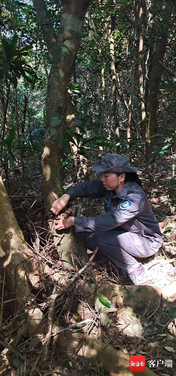 海南热带雨林国家公园管理局霸王岭分局护林员庞梅兰：倾注一片心 守好一片林