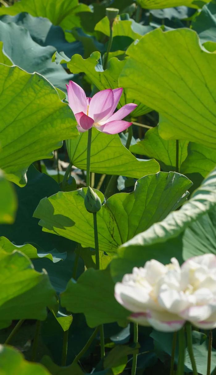 小布说天气 | 跟夏天拍个“荷”照，好运连连～