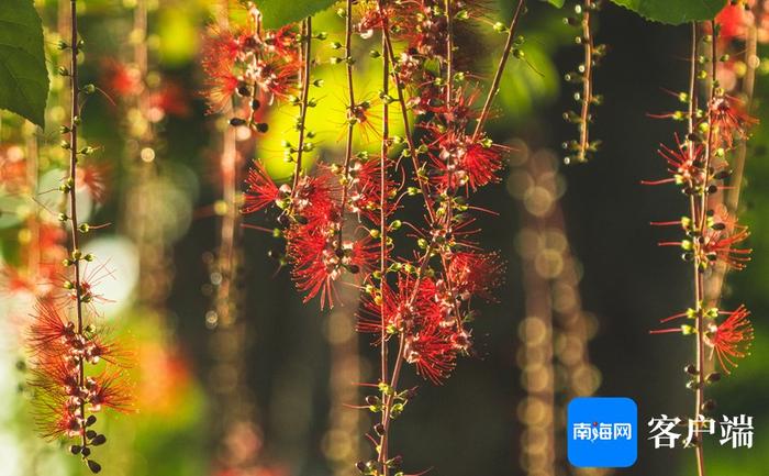 海口西秀公园玉蕊花娇艳盛开