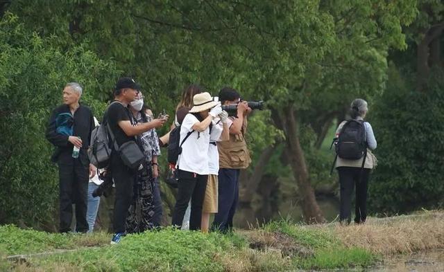 赛事征集进入倒计时！“绿色上海摄影节”采风走进嘉北郊野公园→