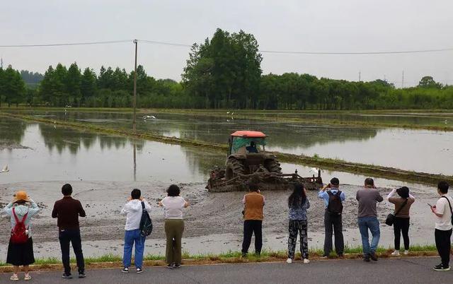 赛事征集进入倒计时！“绿色上海摄影节”采风走进嘉北郊野公园→