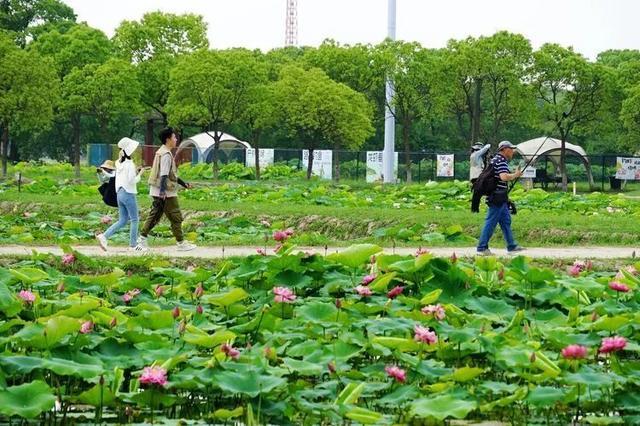 赛事征集进入倒计时！“绿色上海摄影节”采风走进嘉北郊野公园→