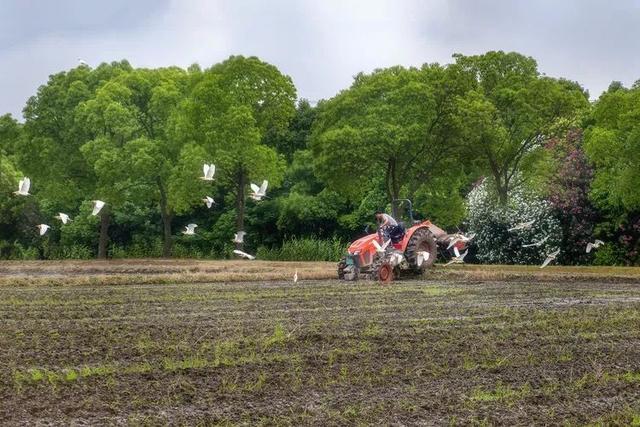 赛事征集进入倒计时！“绿色上海摄影节”采风走进嘉北郊野公园→