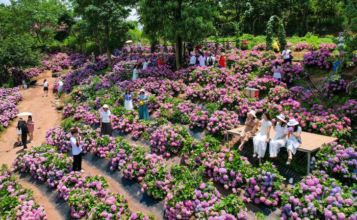 贵州惠水：绣球花扮靓景区 拉动经济