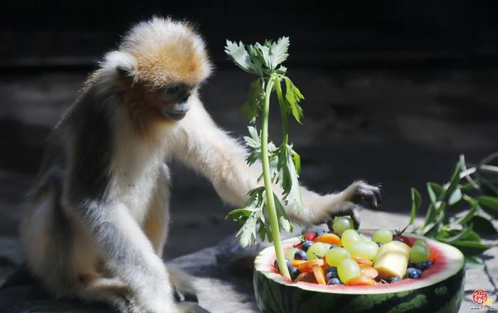 济南动物园举行川金丝猴“蛋蛋”3周岁生日派对