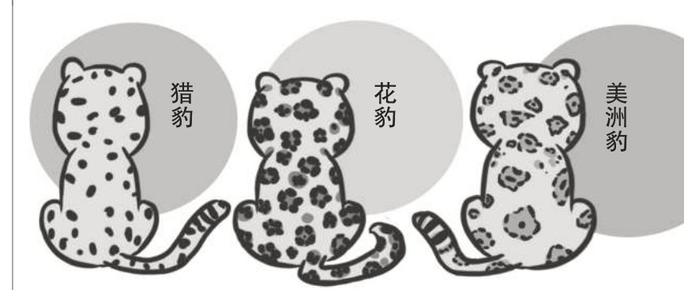 猎豹为什么有花纹？