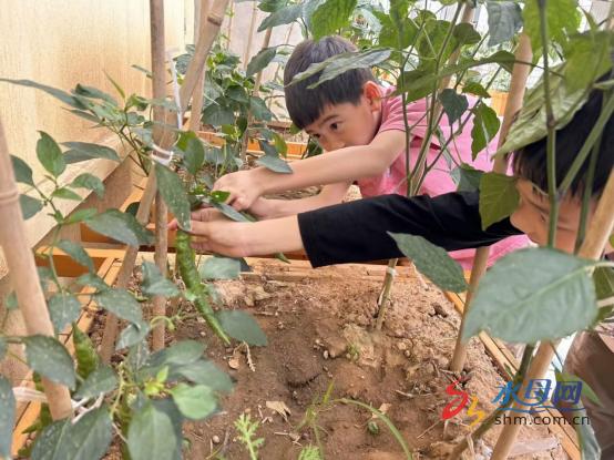 ​以劳育美“蔬”香为伴 芝罘区建昌街小学劳动基地成果展示