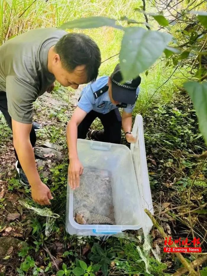 国家一级保护野生动物！在福州发现！