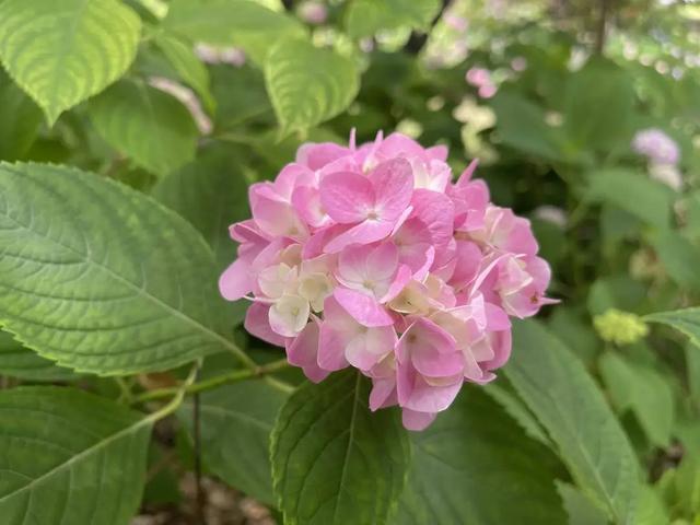 免费招募！做一个美美的花篮，把八仙花带回家~