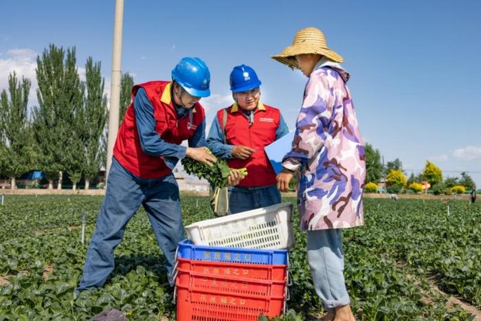 国网张掖供电公司：优质电力为供粤港澳蔬菜抢占“鲜”机