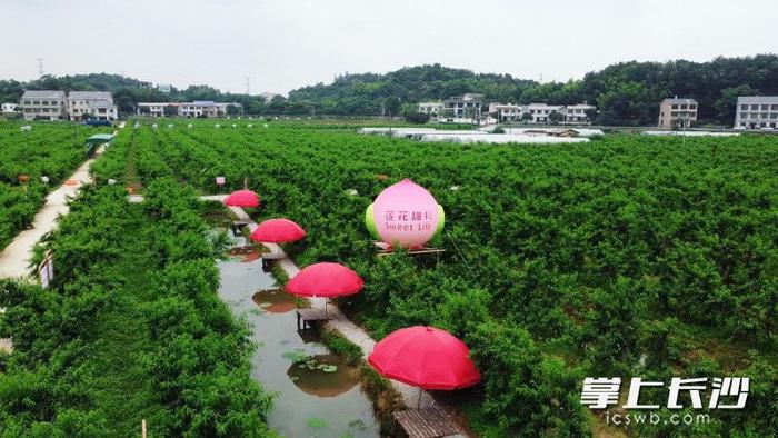 湘江新区莲花镇：漫步莲花 慢享生活丨“慢游乡村”（Country Walk）①