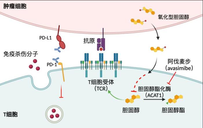 上海许琛琦团队对免疫系统“特种兵”T细胞的研究，获国家自然科学奖二等奖