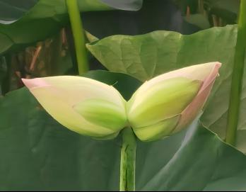 植物奇观“并蒂莲”再现陕西开放大学（陕西工商职业学院） 郭杜校区