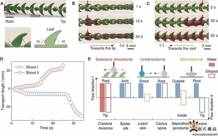 李加乾研究员合作研究成果在Science发文