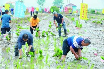 手工插秧“大比武” 感悟“粒粒皆辛苦”