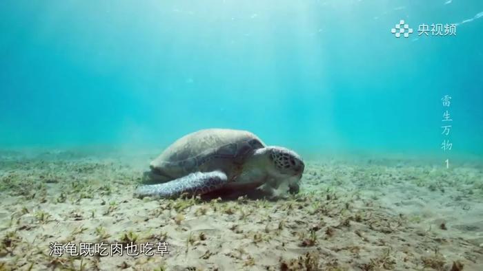 遨游于海神之域！央视重磅纪录片《雷生万物》第1集就大热