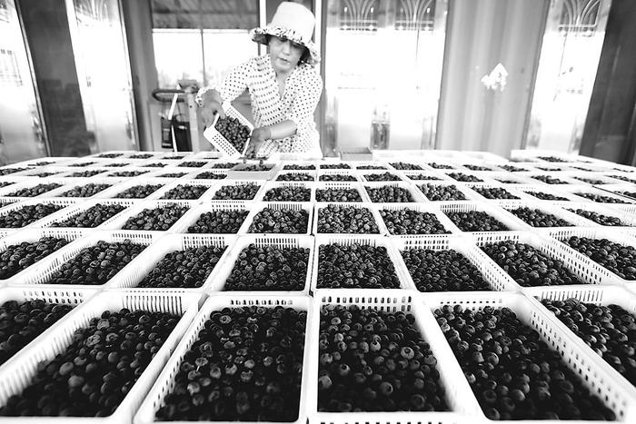 山东省青岛市即墨区金口镇东演堤村蓝莓种植基地迎来收获季