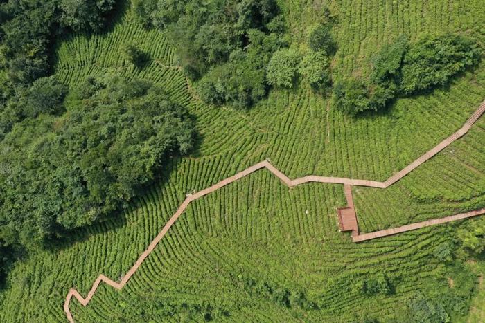 陇南武都：茶香引客来 “沏”出致富路