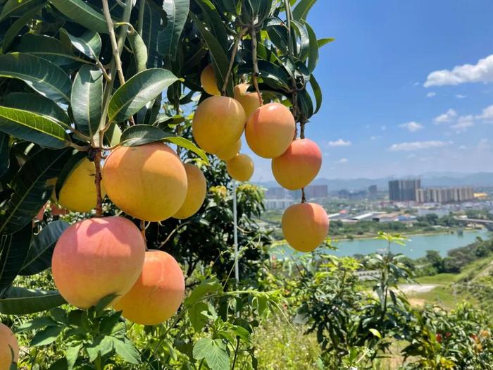 好品中国｜“水果自由”在广西，“芒芒果海”出百色