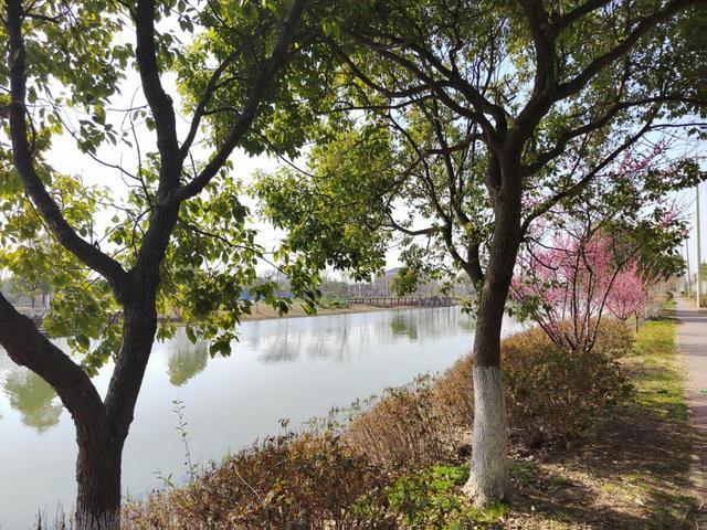 夏日“沪”水游丨崇明：六月河湖盛景，水波粼粼映辰光