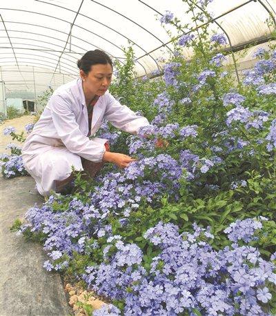 1.川花绽放：世界花坛的璀璨之花 角柱 花卉 品种 高素萍 岷江 第3张