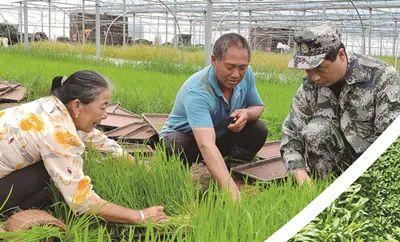 耕耘在希望的田野上——多地民兵和退役军人积极参与土地开发与保护利用的一组新闻