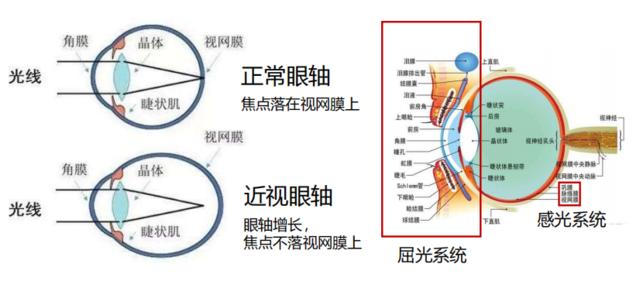 赛道Hyper | 端侧AI重构屏幕：荣耀再次突破认知