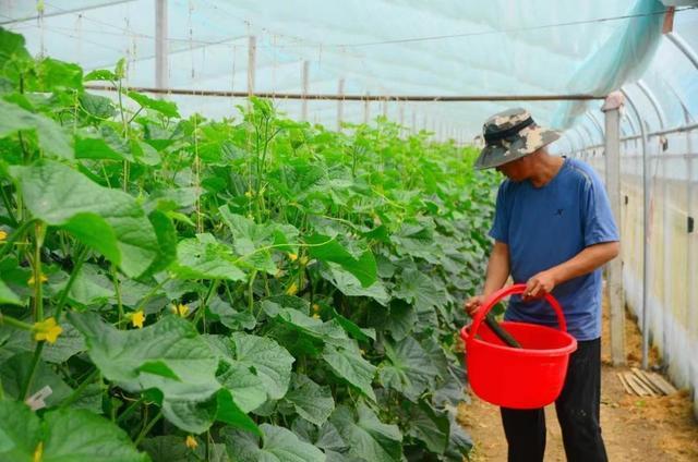 峄城区底阁镇唐庄村大棚蔬菜喜获大丰收